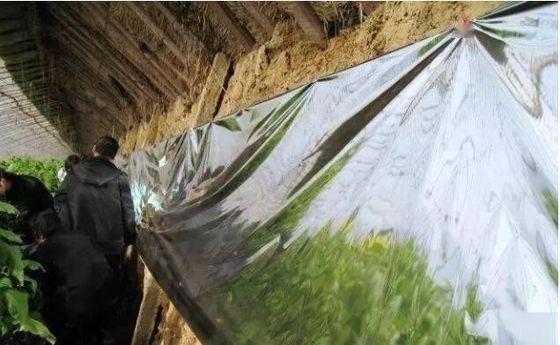 Película de poliéster de plata del árbol frutal, película aluminizada agrícola del pajote de VMCPP