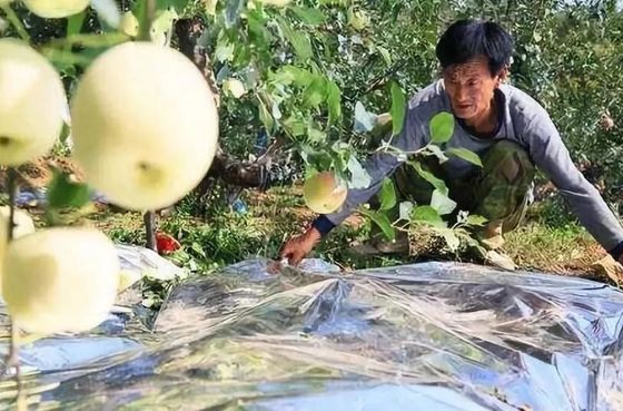Invernadero del manzano película de la agricultura de 12 micrones biodegradable