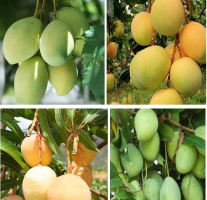 Protección del crecimiento de fruta de Vietnam que envuelve prenda impermeable de la bolsa de papel del mango
