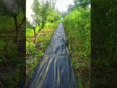 PP con alta permeabilidad a los rayos UV, colchoneta de control de malezas verde y negro, tejido agrícola