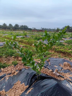 PP con alta permeabilidad a los rayos UV, colchoneta de control de malezas verde y negro, tejido agrícola