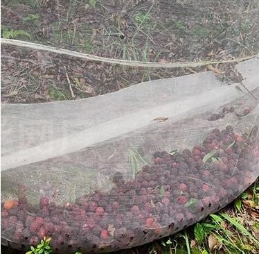 Red de plástico a prueba de aves PE agrandada espesa en invernadero red de cría agrícola red de viñedo a prueba de insectos