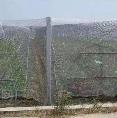 100% PE Blanco de color transparente invernadero Red anti insectos para plantas y uvas