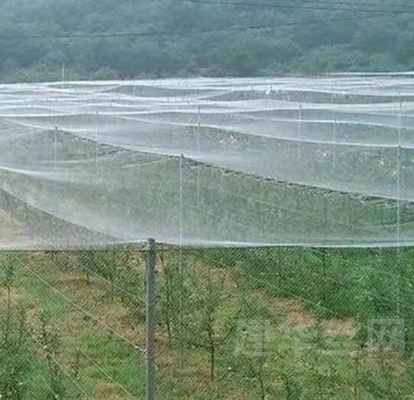 100% PE Blanco de color transparente invernadero Red anti insectos para plantas y uvas