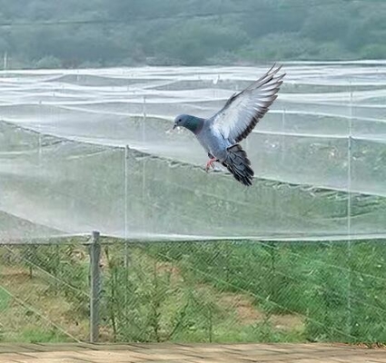 40 50 60 malla 125 g invernadero de la agricultura red anti insectos con impresión aceptable