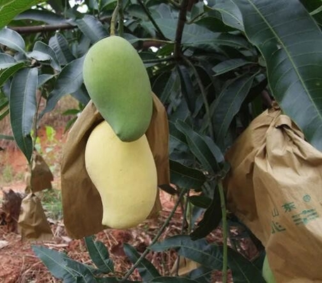 La cubierta impermeable del mango empaqueta el bolso de la protección de la fruta para el márketing de Sri Lanka
